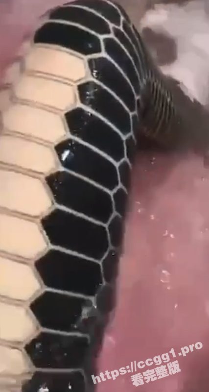 吃瓜猎奇！蛇皮纹身 这谁能硬得起来啊 看得我鸡儿都阳痿了 虽然看不懂 但我大受震撼-51吃瓜网