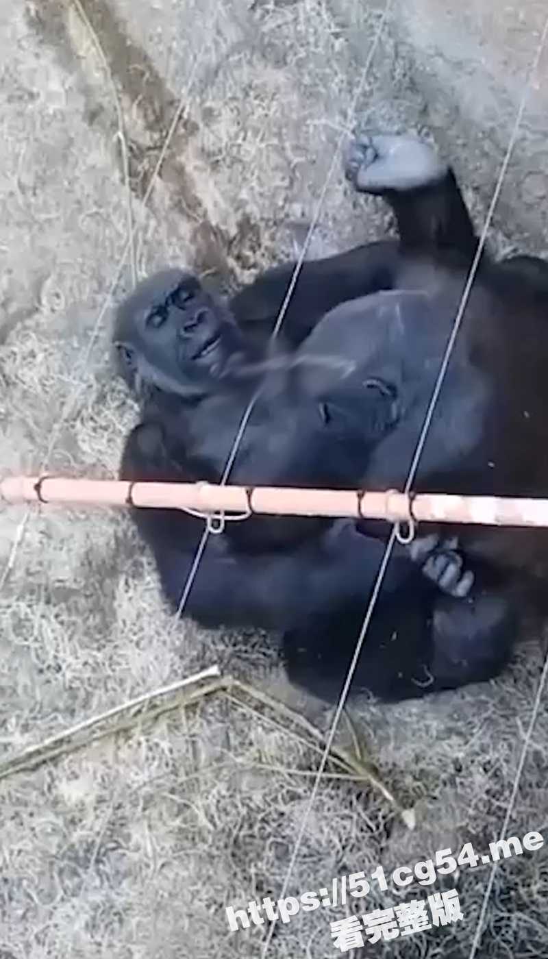 活久见系列 大猩猩操逼啦！第一次近距离看见大猩猩操逼 用的还是中出姿势！仿佛就是人一样！ - 51吃瓜网-51吃瓜网