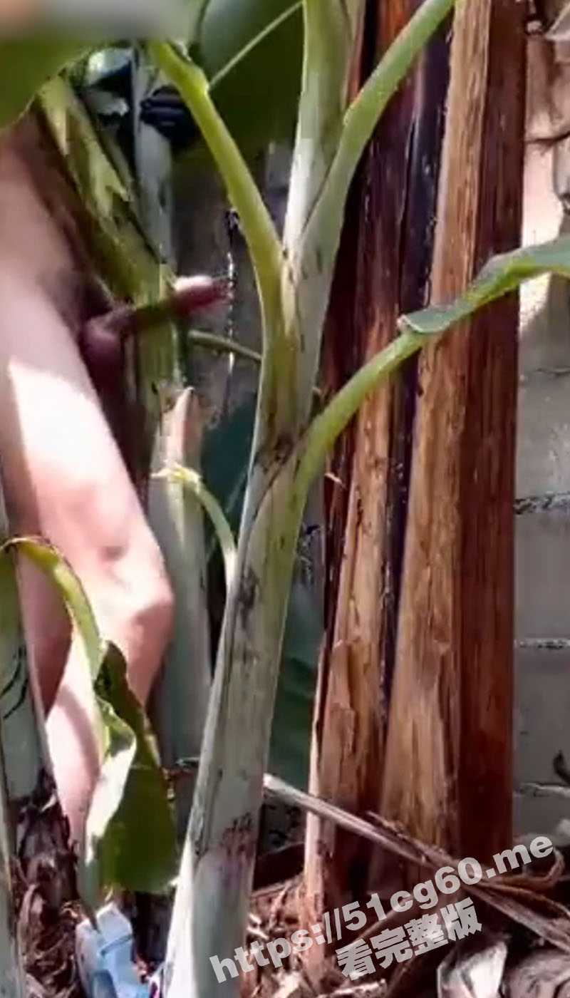 这又是谁的猛将?不操排气管改操芭蕉树了 硬生生把芭蕉树日穿日断了 大屌的威力果然非同一般呐 - 51吃瓜网-51吃瓜网